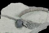 Crinoid (Decatacrinus) Fossil - Crawfordsville, Indiana #125901-2